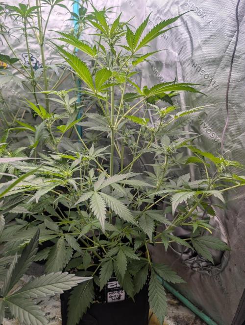 New fastbuds strains. Week 6