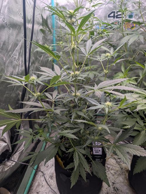 New fastbuds strains. Week 6