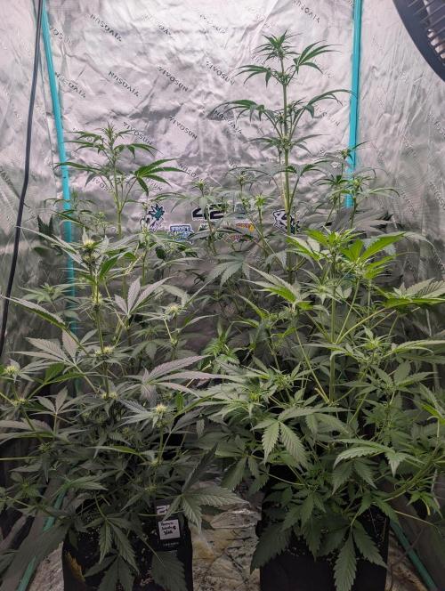 New fastbuds strains. Week 6