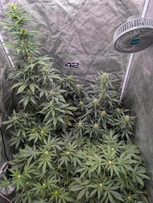 Tent 2. Week 6