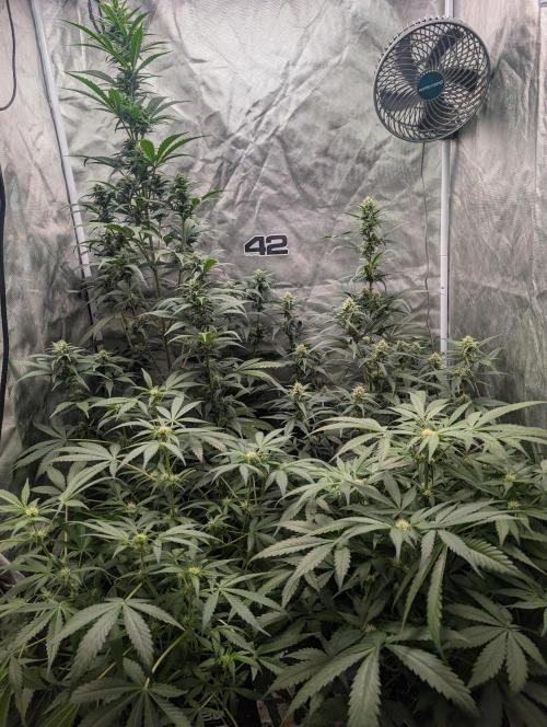 Tent 2. Week 6
