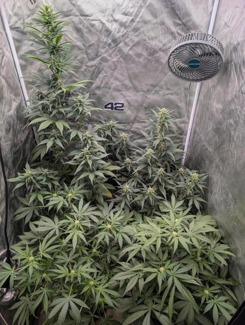 Tent 2. Week 6