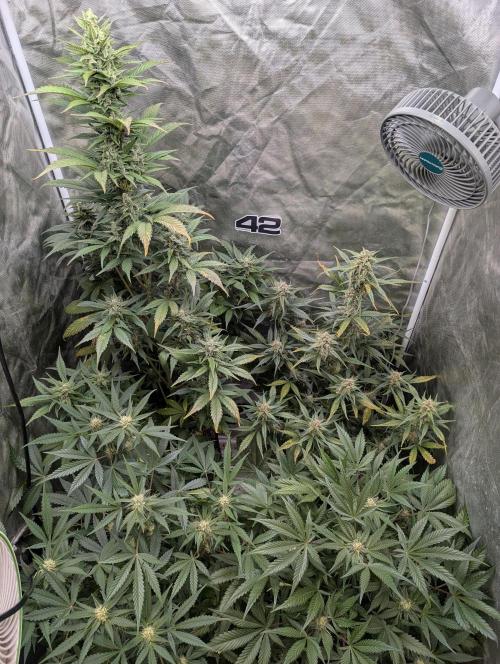 Tent 2. Week 7