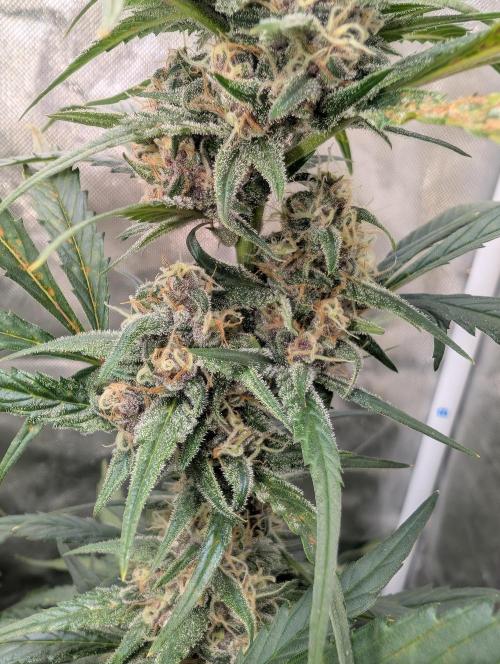 Tent 2. Week 7 - Strawberry gorilla
