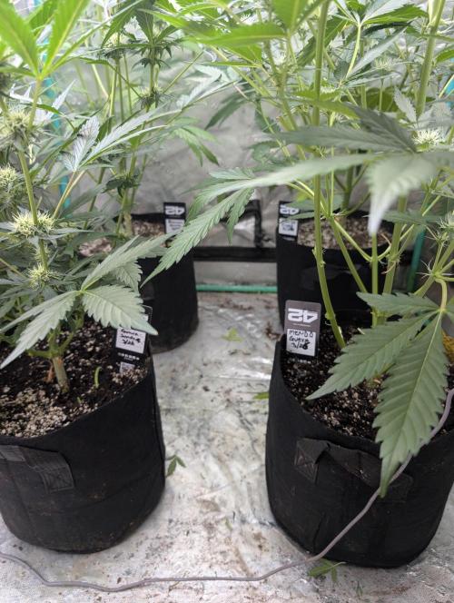 New fastbuds strains. Week 7 - 5/10