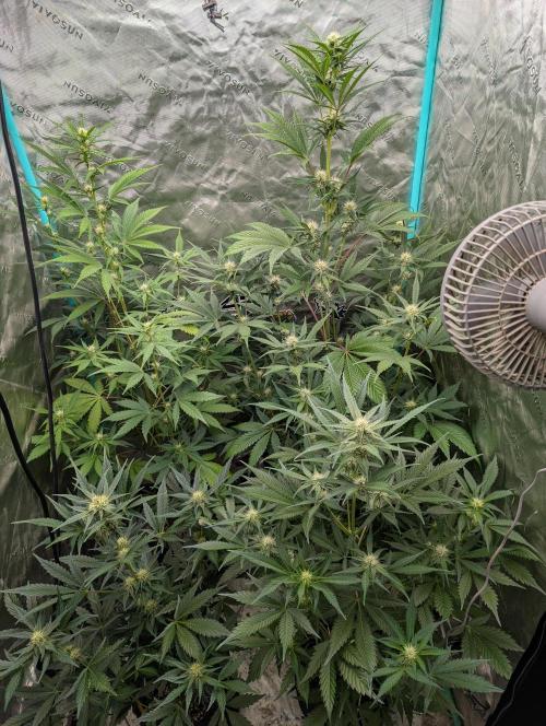 New fastbuds strains. Week 7 - 5/10
