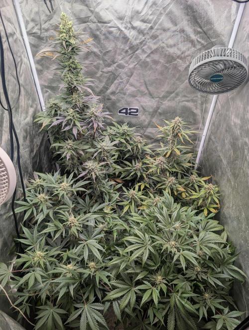 Tent 2. Week 8