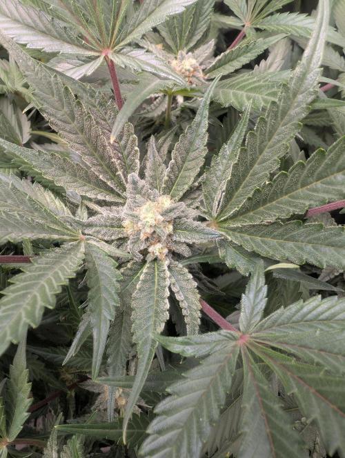 Tent 2. Week 8