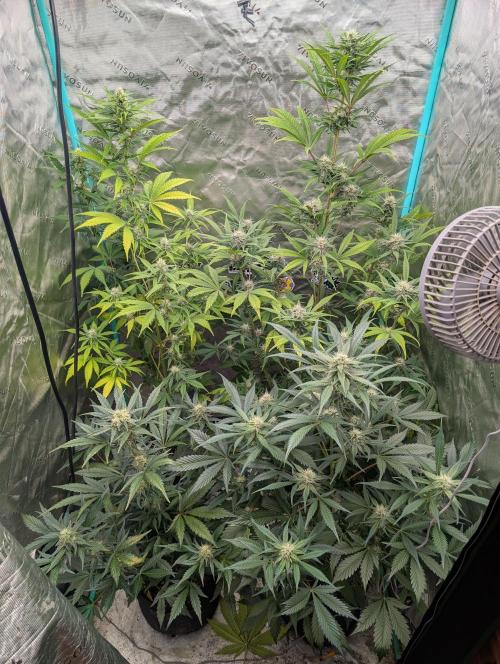 New fastbuds strains. Week 8