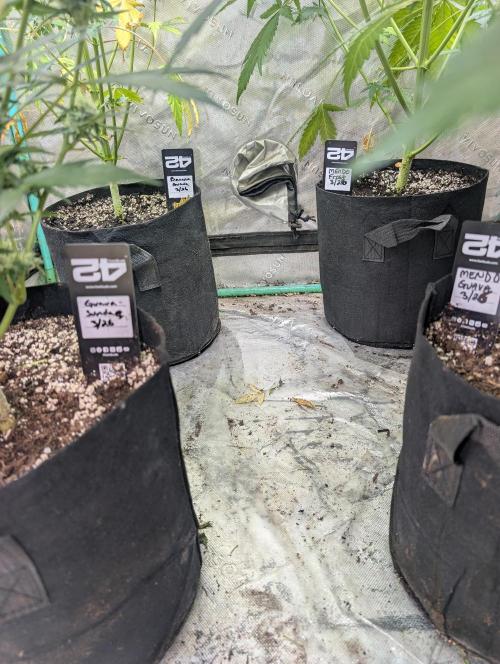 New fastbuds strains. Week 8