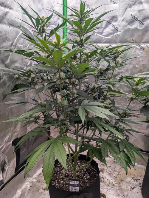 New fastbuds strains. Week 8