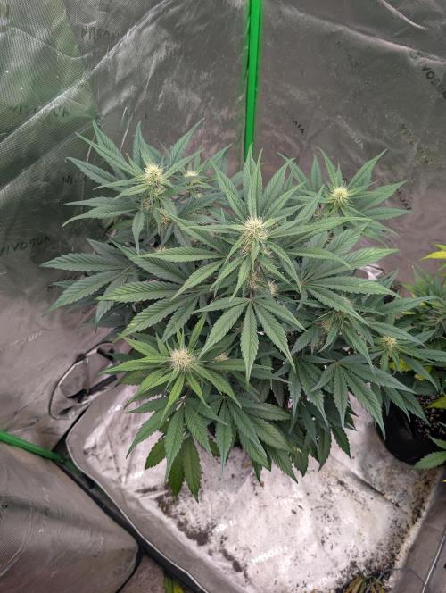 New fastbuds strains. Week 8