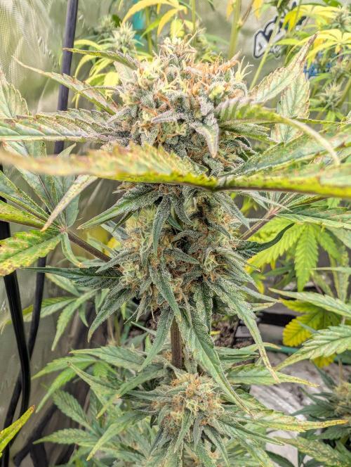 New fastbuds strains. Week 10 - Guava sundae