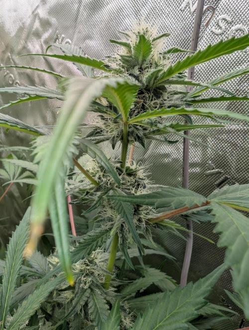New fastbuds strains. Week 10 - Mendo guava