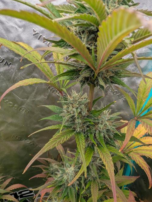 New fastbuds strains. Week 10 - Menda Frost
