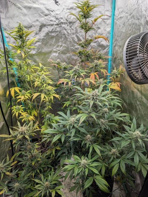 New fastbuds strains. Week 10 - Back left is banana guava