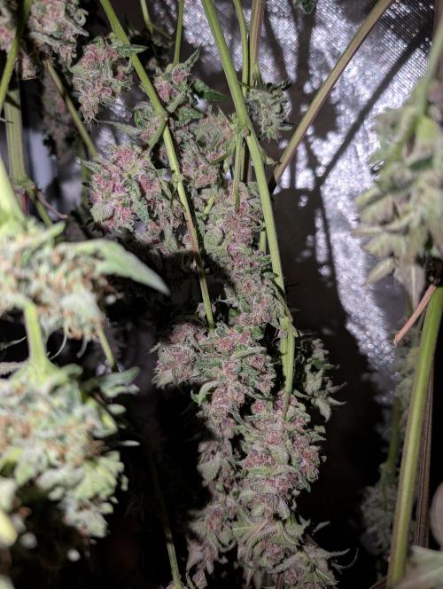 Tent 2. Week 9 - Strawberry gorilla rf3. 