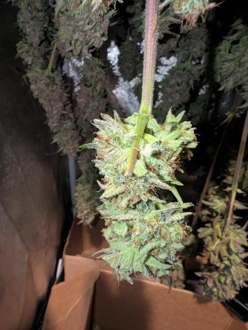 Tent 2. Week 9