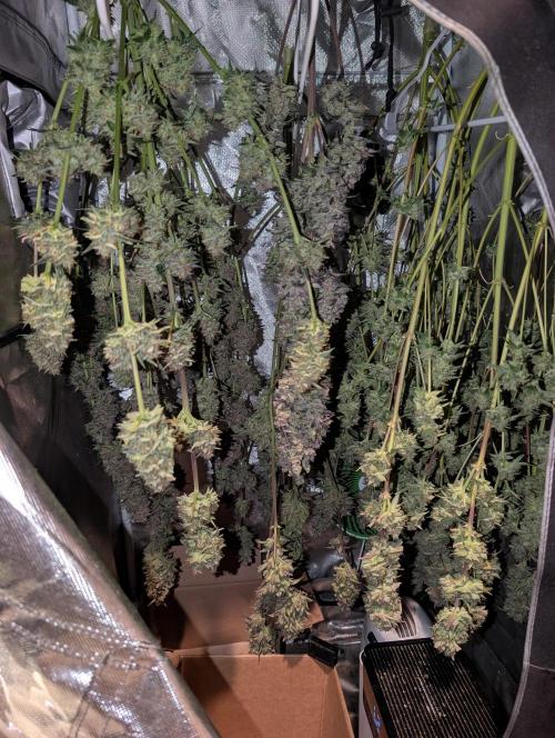 Tent 2. Week 9