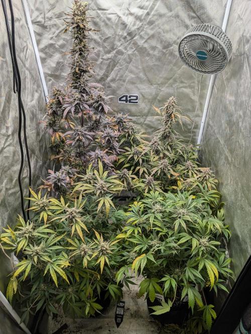 Tent 2. Week 9