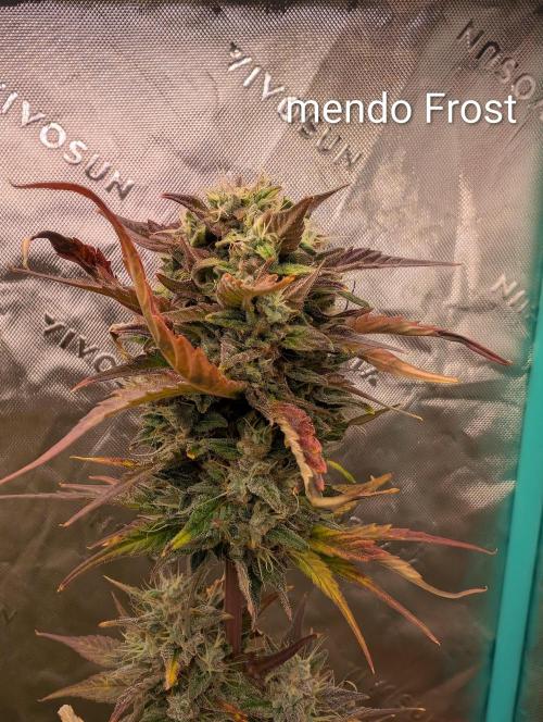 New fastbuds strains. Week 11