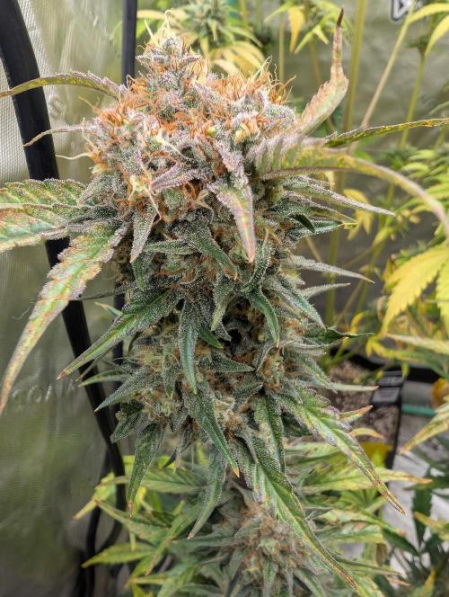 New fastbuds strains. Week 11 - Guava Sunday