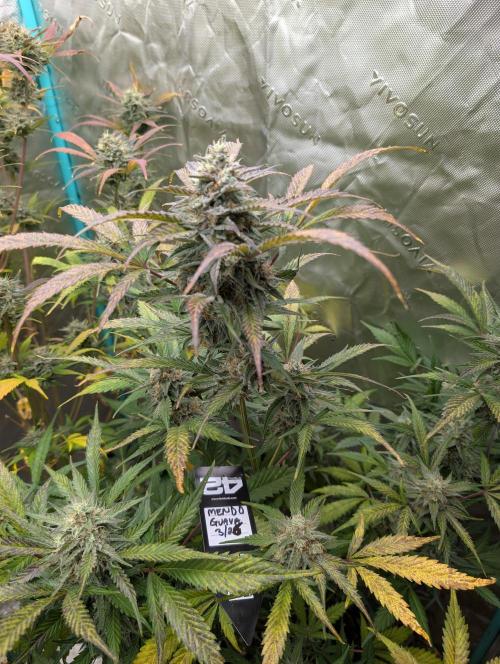New fastbuds strains. Week 11 - Mendo guava