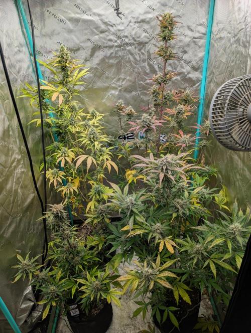New fastbuds strains. Week 11