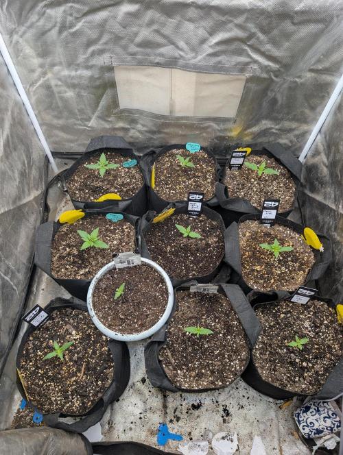 Mango cherry runtz and lemon tree. Week 0
