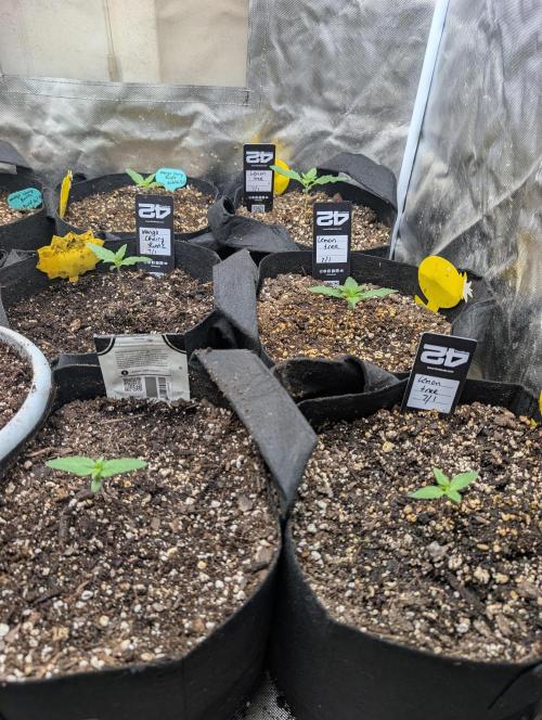 Mango cherry runtz and lemon tree. Week 0
