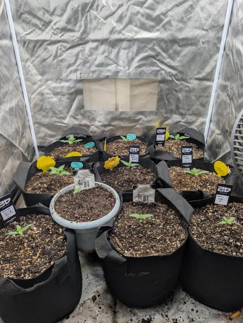 Mango cherry runtz and lemon tree. Week 0
