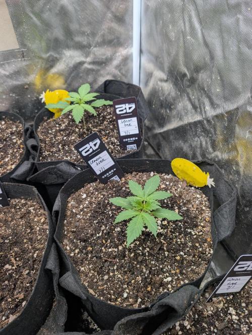 Mango cherry runtz and lemon tree. Week 1