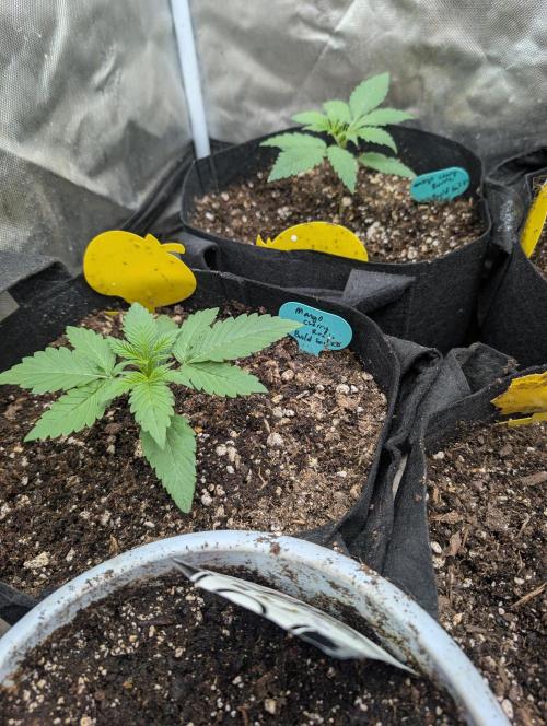Mango cherry runtz and lemon tree. Week 1