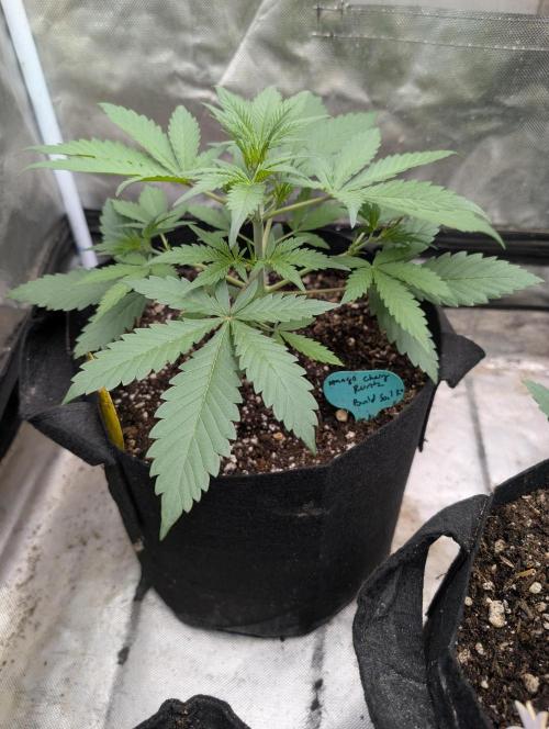 Mango cherry runtz and lemon tree. Week 2