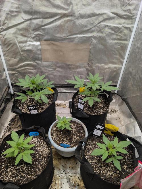 Mango cherry runtz and lemon tree. Week 2