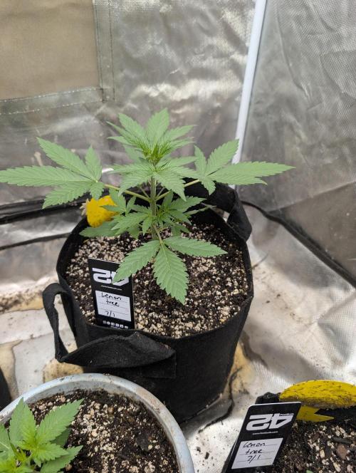Mango cherry runtz and lemon tree. Week 2