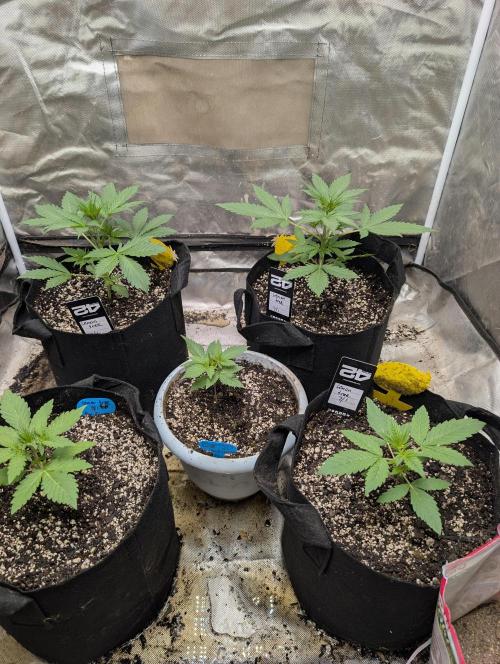 Mango cherry runtz and lemon tree. Week 2