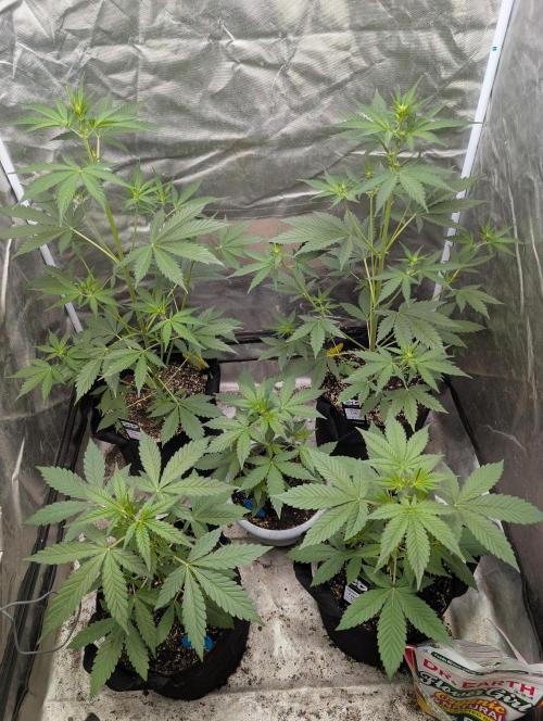 Mango cherry runtz and lemon tree. Week 3
