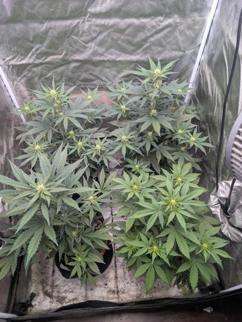 Mango cherry runtz and lemon tree. Week 4 - Mango cherry runtz