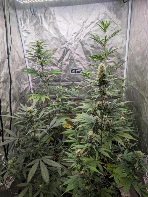 Mango cherry runtz and lemon tree. Week 5 - Lemon tree 