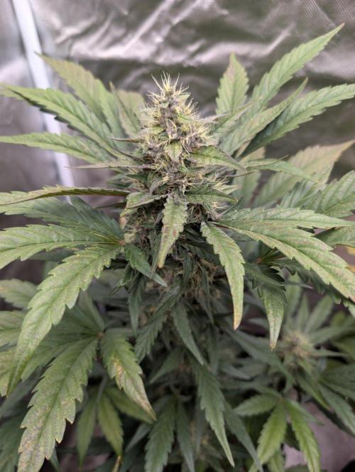 Mango cherry runtz and lemon tree. Week 6 - Mango cherry, runtz