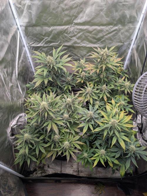 Mango cherry runtz and lemon tree. Week 6 - Mango cherry, runtz