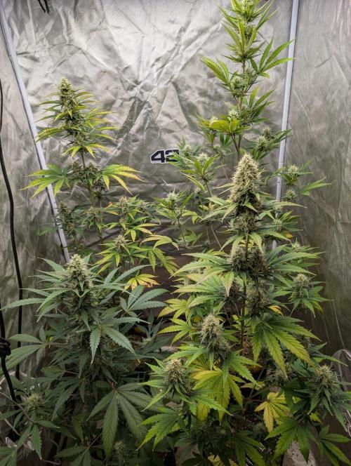 Mango cherry runtz and lemon tree. Week 6 - Lemon tree