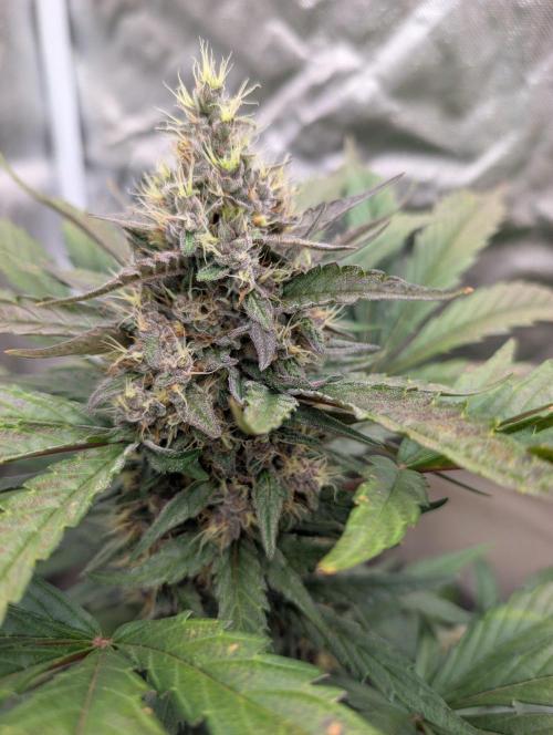 Mango cherry runtz and lemon tree. Week 7 - Mango cherry cookies..