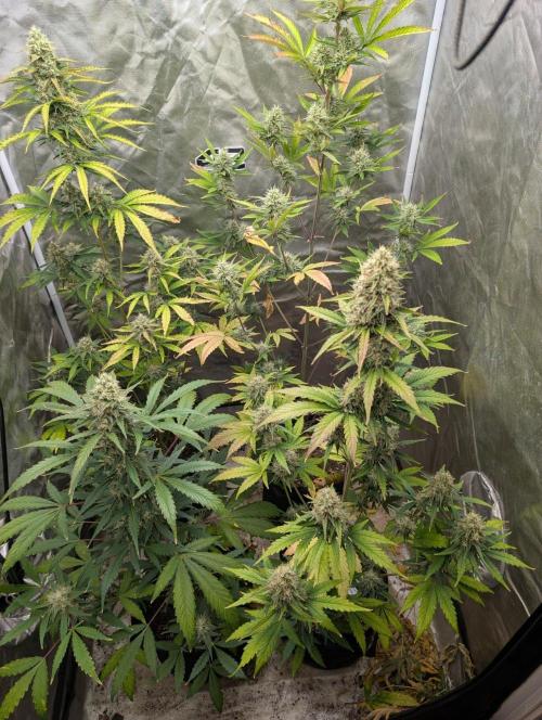 Mango cherry runtz and lemon tree. Week 7 - Lemon tree