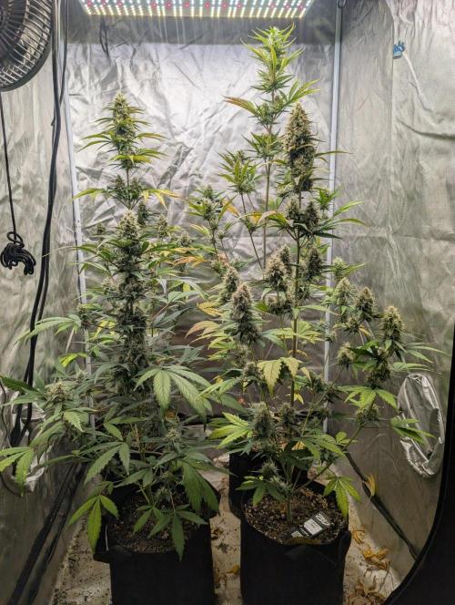 Mango cherry runtz and lemon tree. Week 7 - Lemon tree