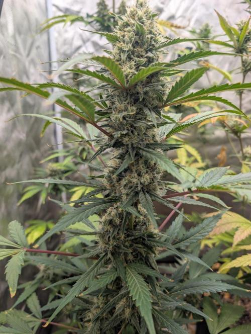 Mango cherry runtz and lemon tree. Week 7 - Lemon tree.. massive cola