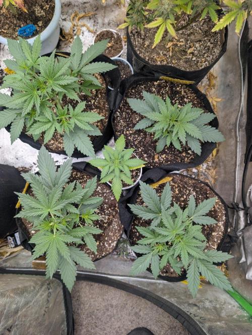 Forbidden Runtz Auto. Week 2