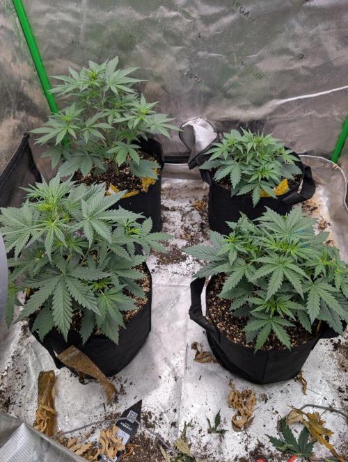 Forbidden Runtz Auto. Week 3