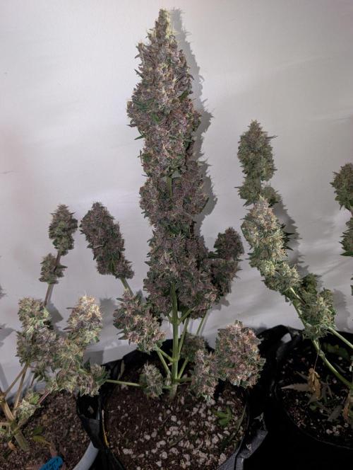 Mango cherry runtz and lemon tree. Week 8